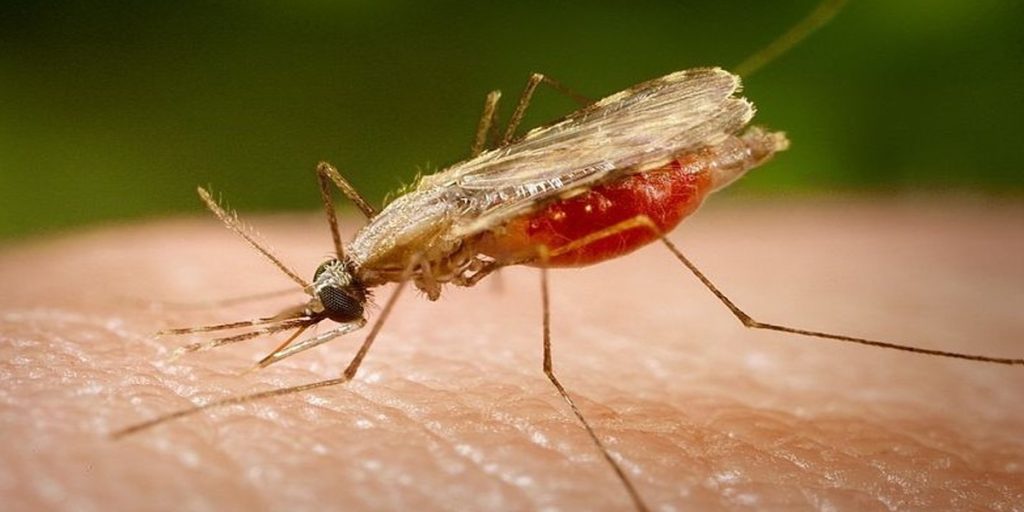 काभ्रेको खानीखोलामा फैलिएको कालाजार नियन्त्रणमा