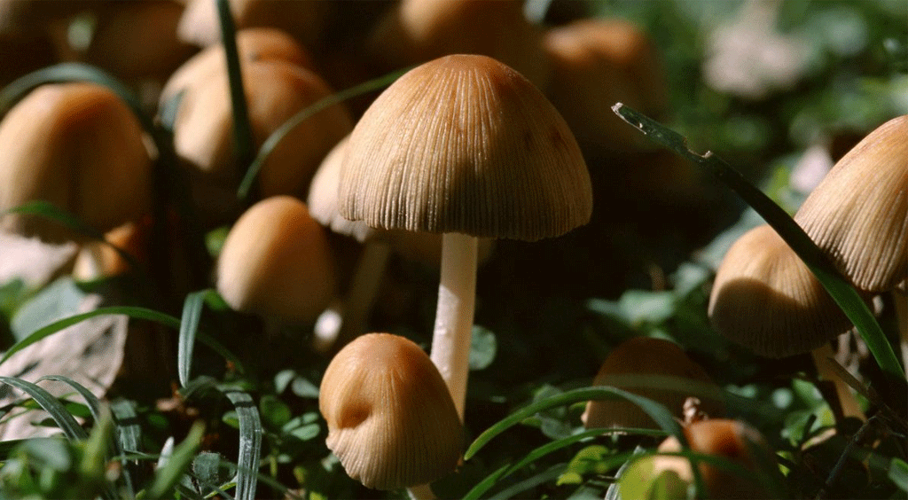 जङ्गली च्याउ खाँदा एक जनाको मृत्यु, दुई जना गम्भीर