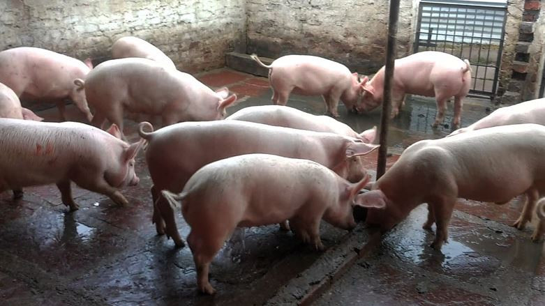 कैलाली–कञ्चनपुरमा बङ्गुरमा अफ्रिकन स्वाइन फिभर पुष्टि, सतर्क रहन आग्रह