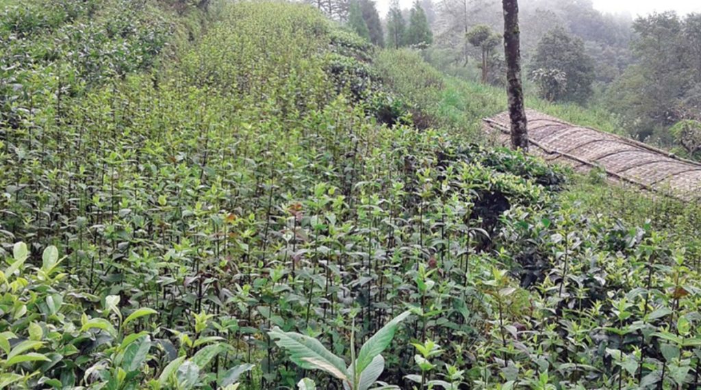 कच्चा जडीबुटी सस्तोमा बाहिरिन्छ, औषधि महँगोमा भित्रिन्छ